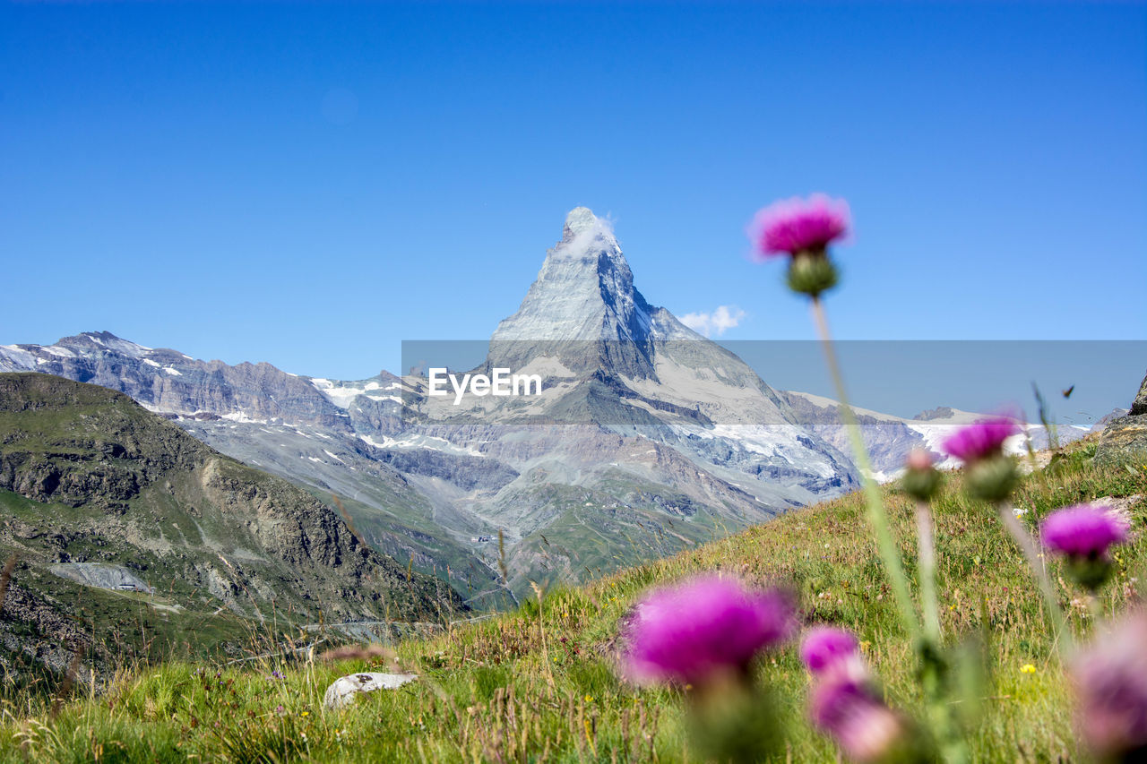 PINK FLOWERING PLANTS AGAINST MOUNTAIN RANGE