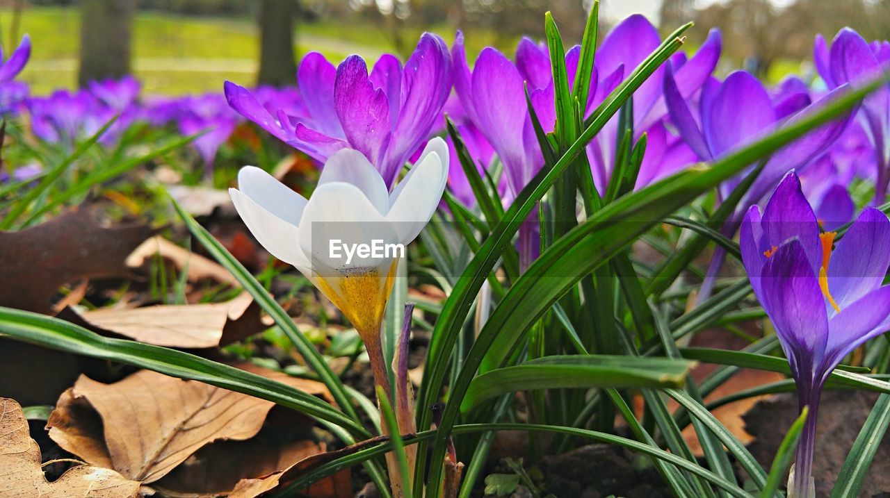 CLOSE-UP OF PURPLE FLOWERS BLOOMING ON FIELD