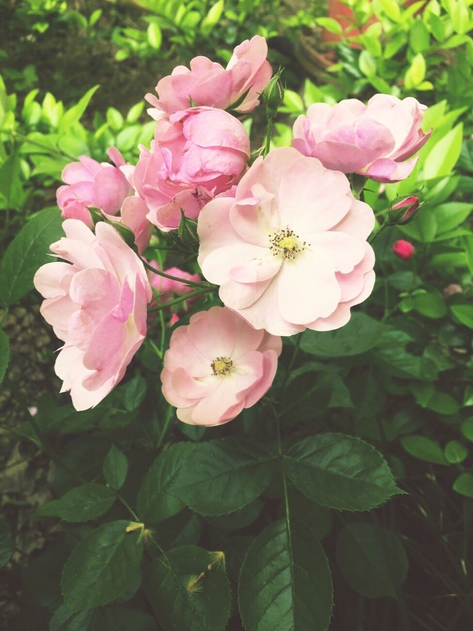 CLOSE-UP OF PINK FLOWERS BLOOMING