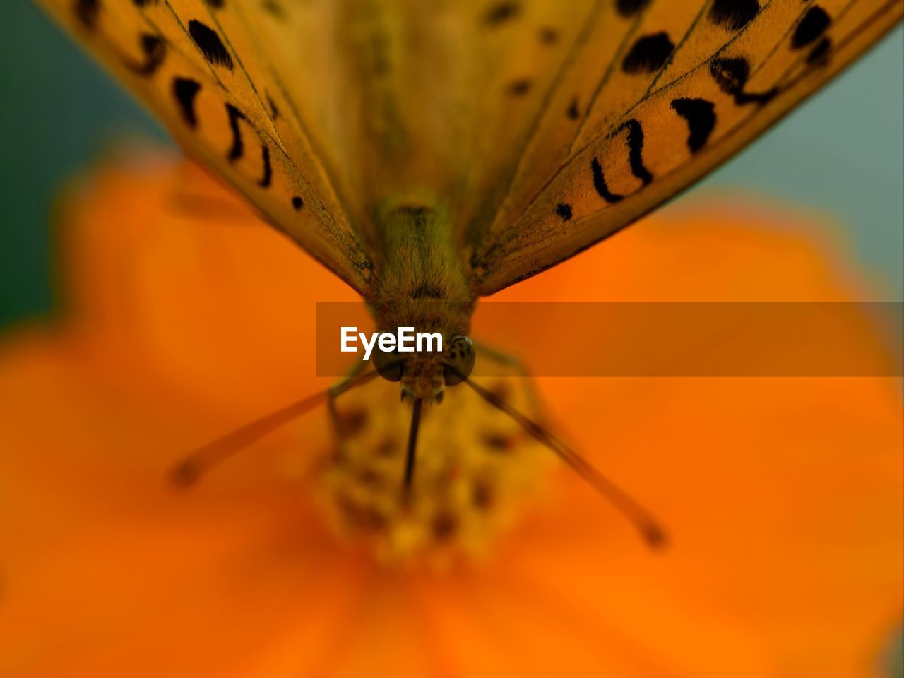 Close-up of butterfly on orange flower