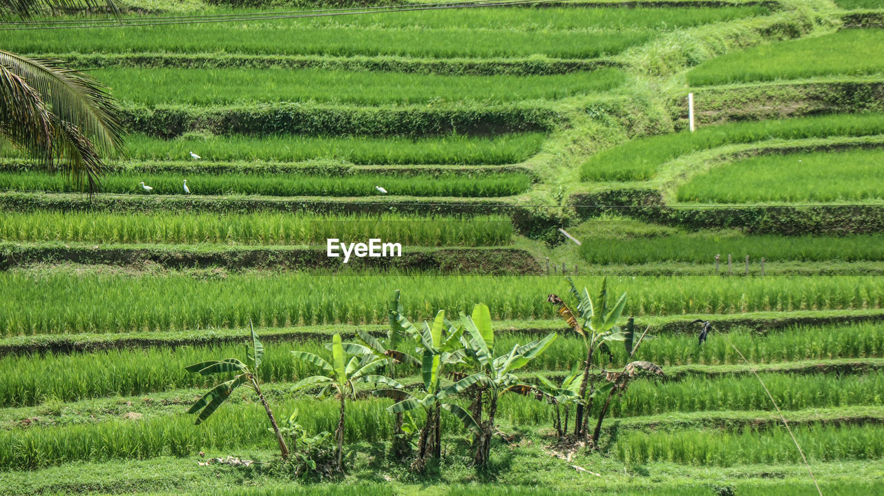 Paddy rice fields bali indonesia 1