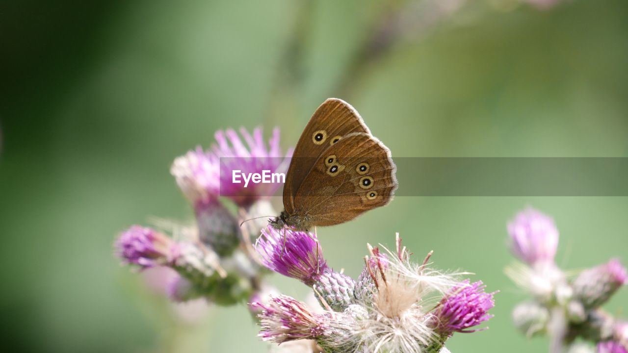 Close-up of butterfly pollinating on purple flower