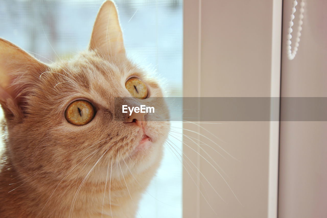 Muzzle of a red cat close-up in natural light from the window. cat eyes. moles on the cat's nose 