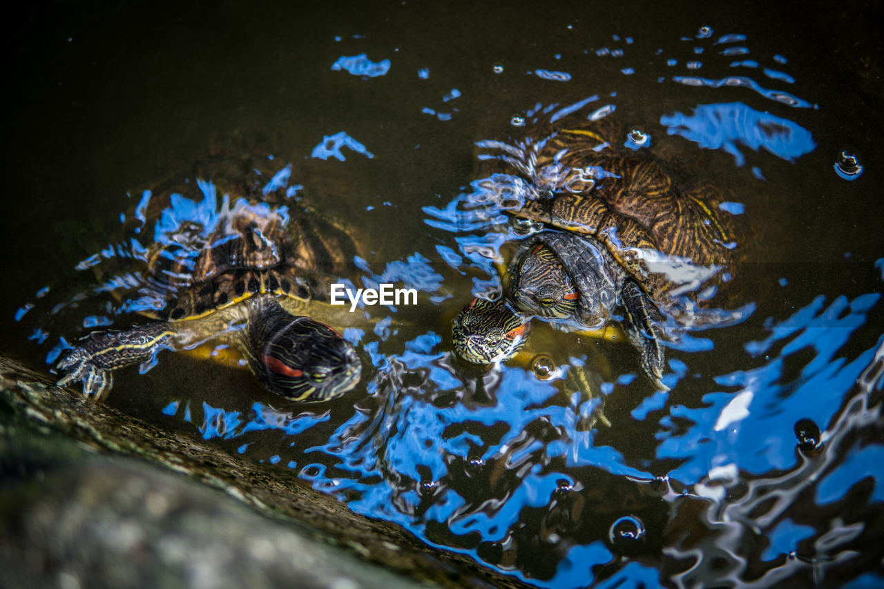 High angle view of tortoises swimming in pond