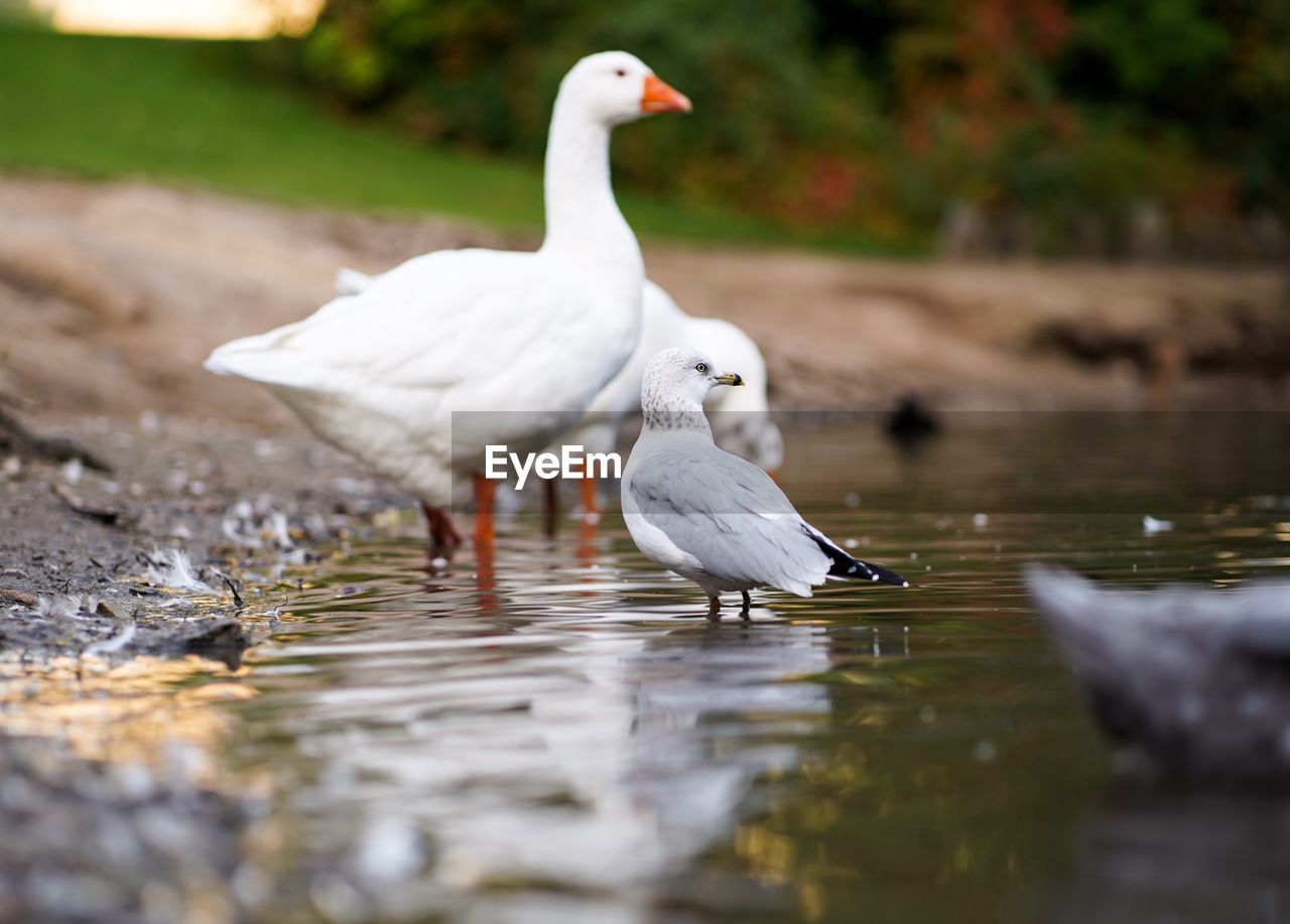 WHITE HERON IN LAKE