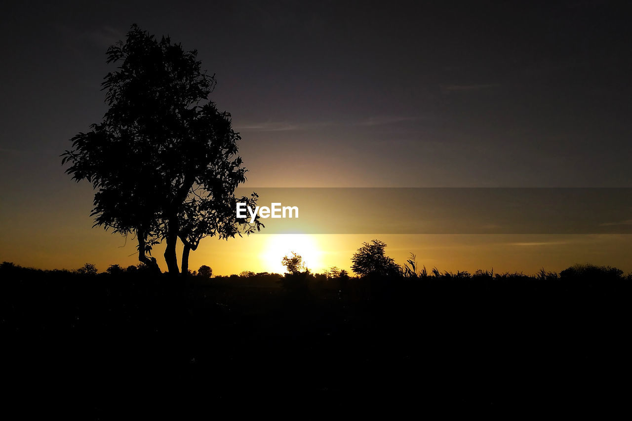 SILHOUETTE TREES AGAINST SKY DURING SUNSET
