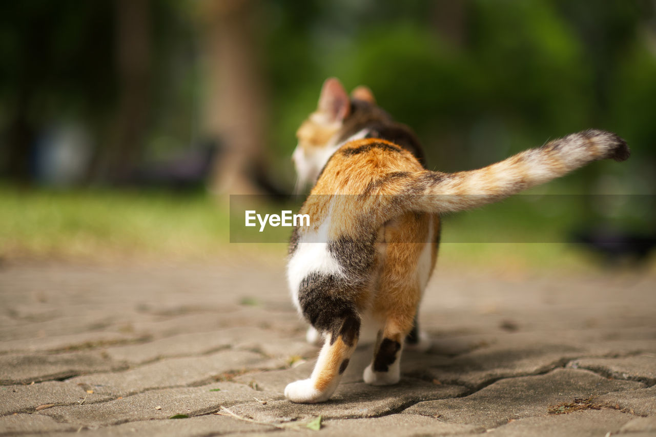 CAT LOOKING AWAY ON FIELD