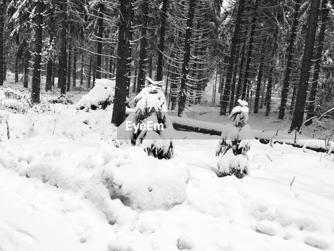 SNOW ON TREES IN FOREST