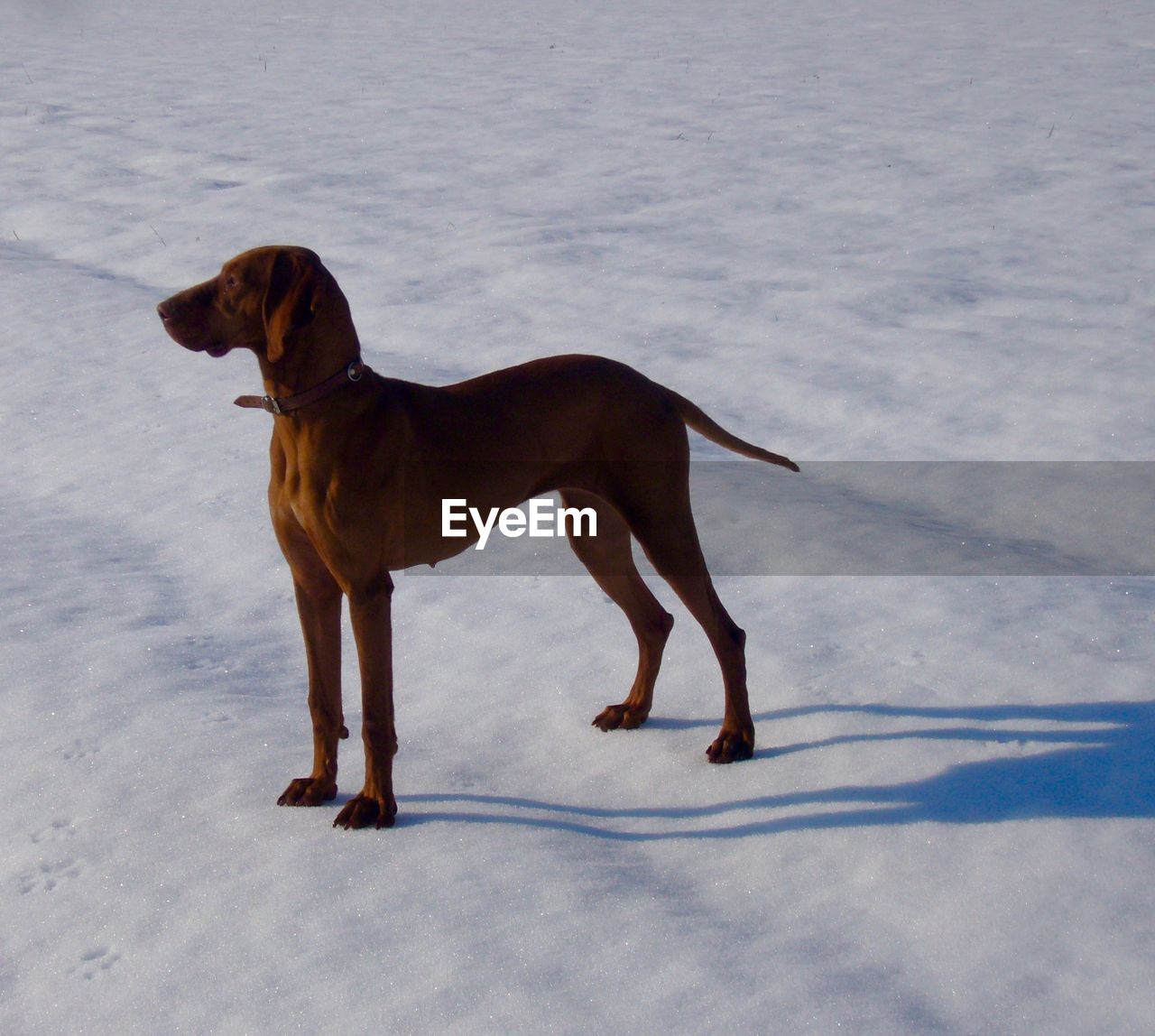 High angle view of dog standing on snow covered field