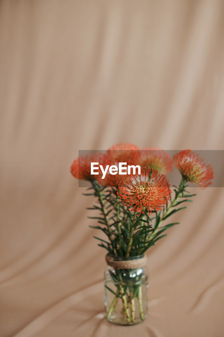 Close-up of plant on beige background