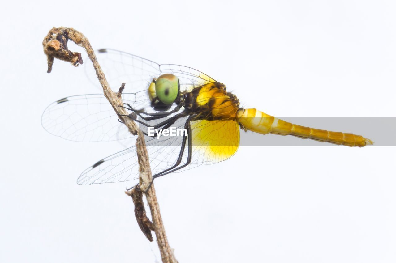 CLOSE-UP OF DRAGONFLY ON PLANT