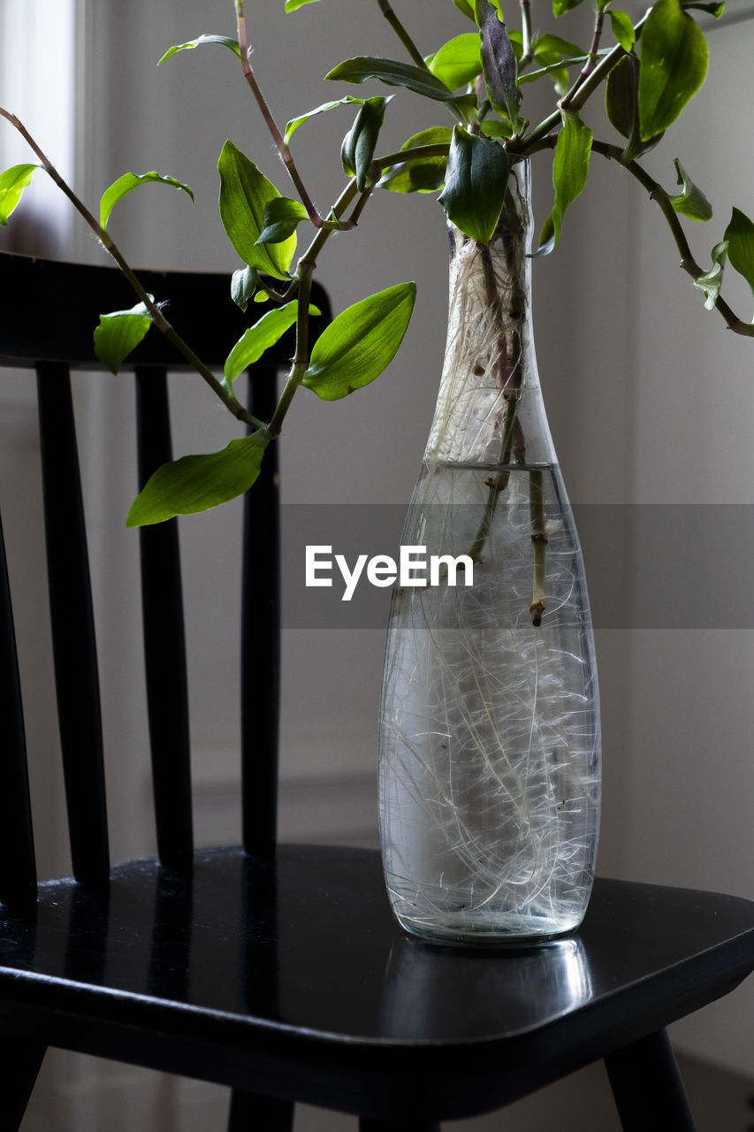 Twigs with leaves in glass bottle