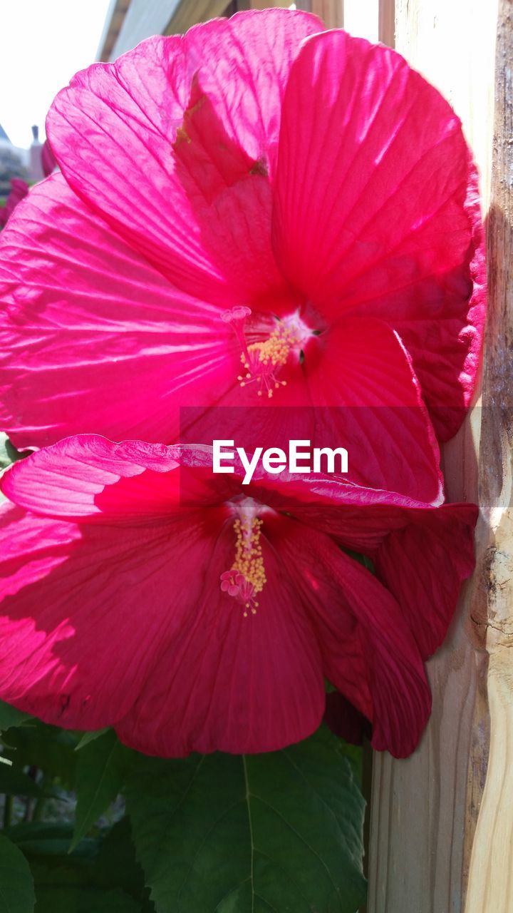 CLOSE-UP OF RED HIBISCUS FLOWER