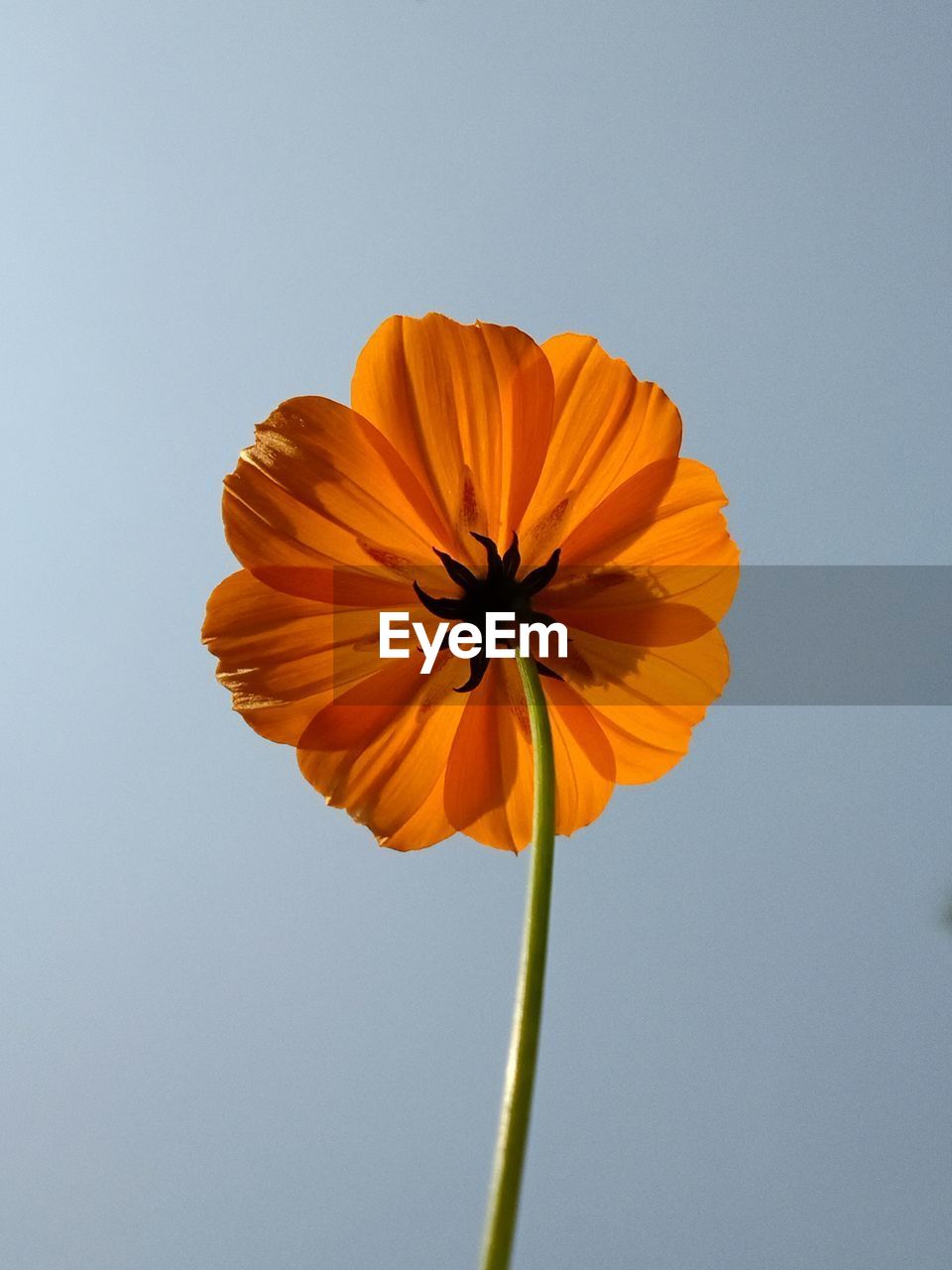 Close-up of orange flower against clear sky