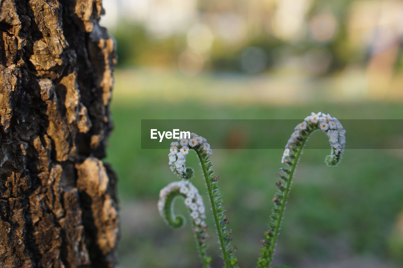 CLOSE-UP OF LICHEN GROWING ON TREE