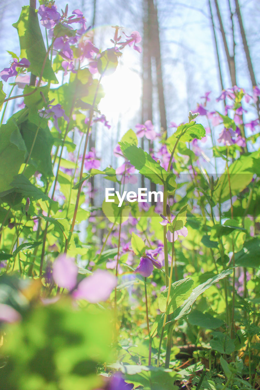 CLOSE-UP OF PURPLE FLOWERS ON BRANCH