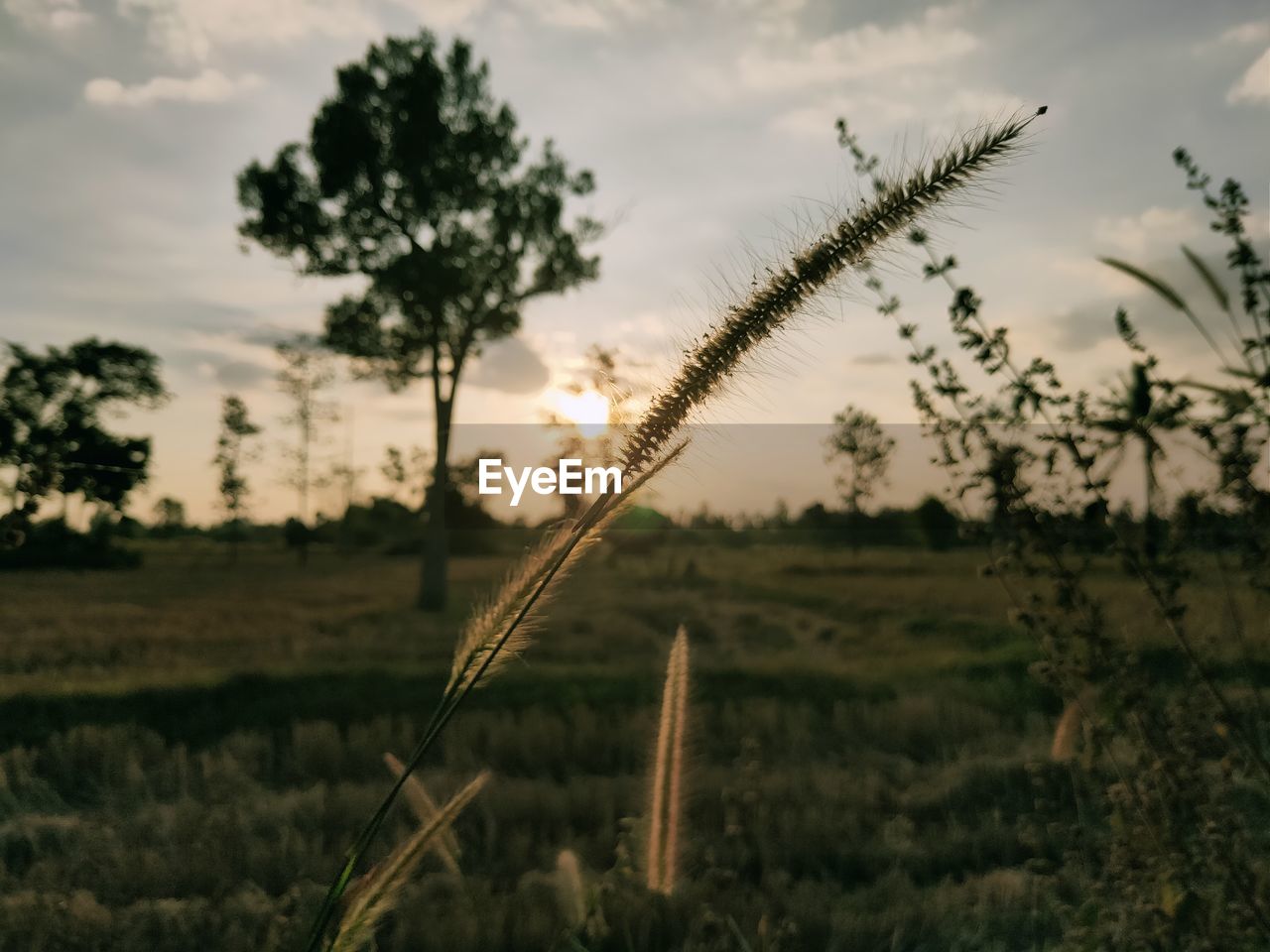 Close-up of plants growing on field against sky