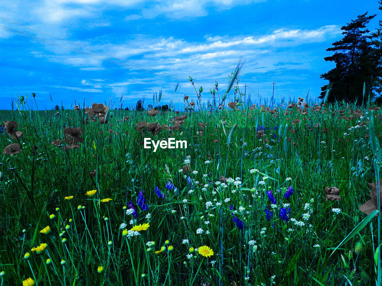 PLANTS GROWING ON FIELD AGAINST SKY