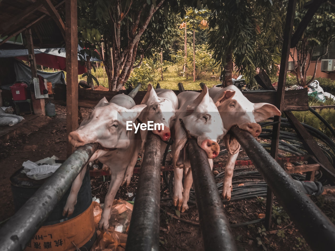 HIGH ANGLE VIEW OF COW ON METAL