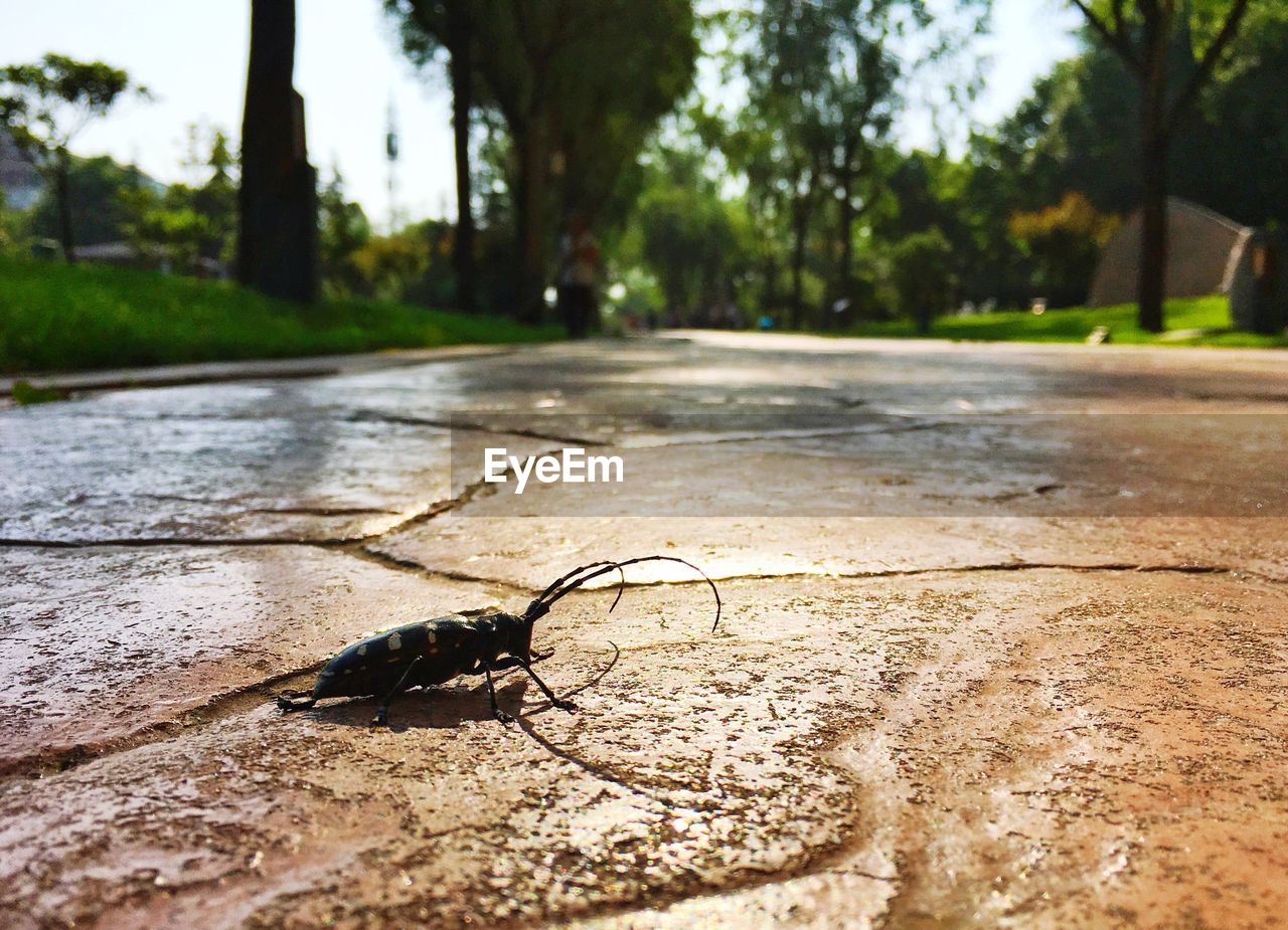 CLOSE-UP OF INSECT ON TREES