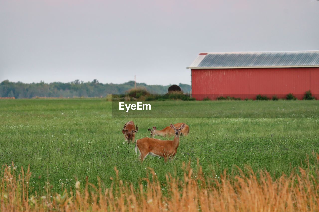 View of a deer on field