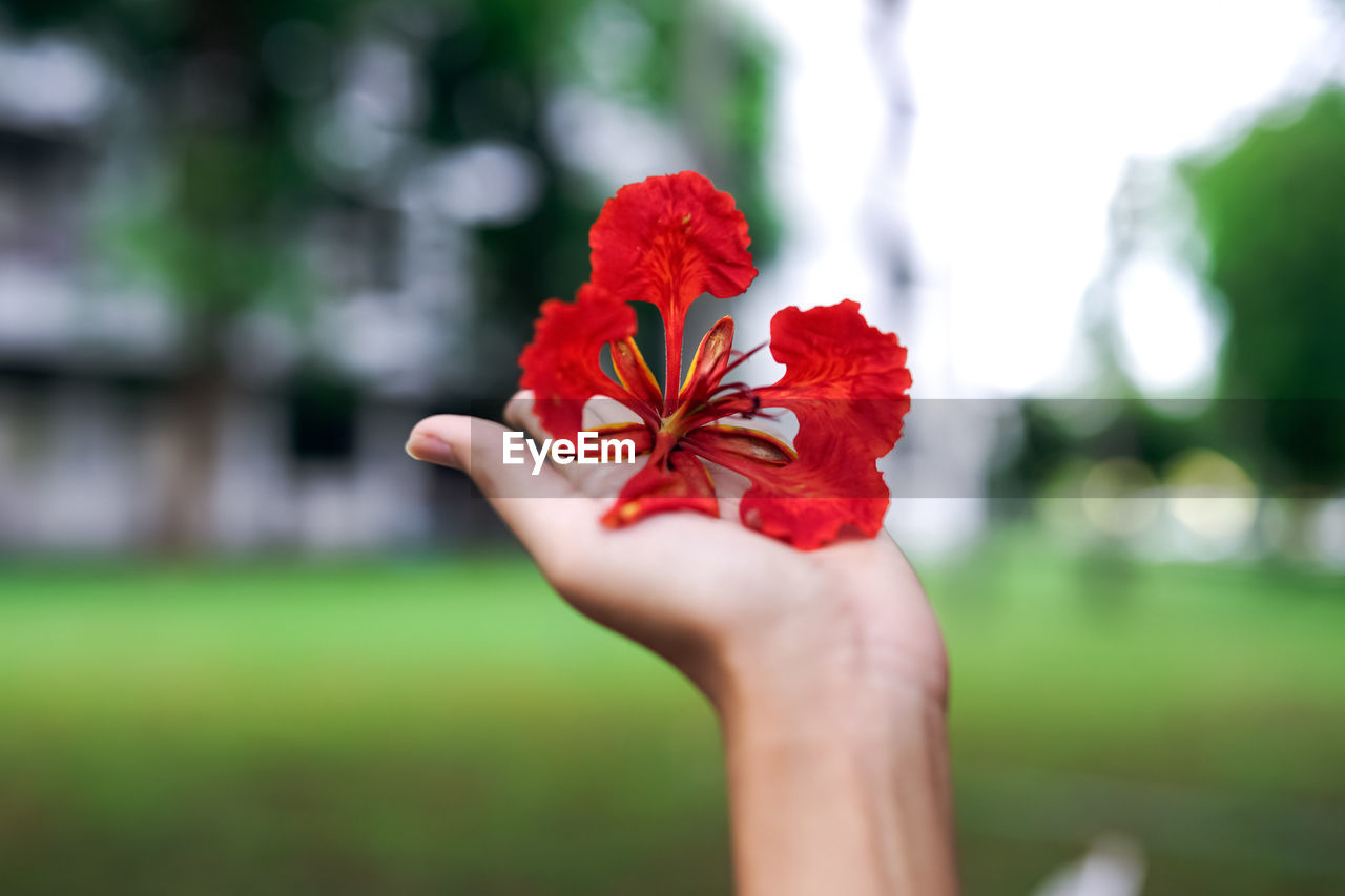 Cropped hand holding red flowering plant