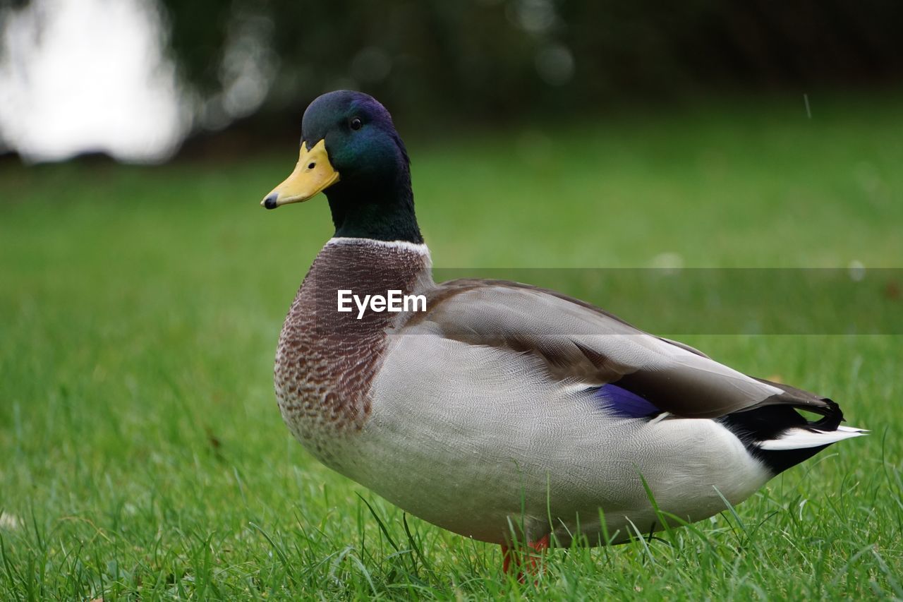 Close-up of bird on field