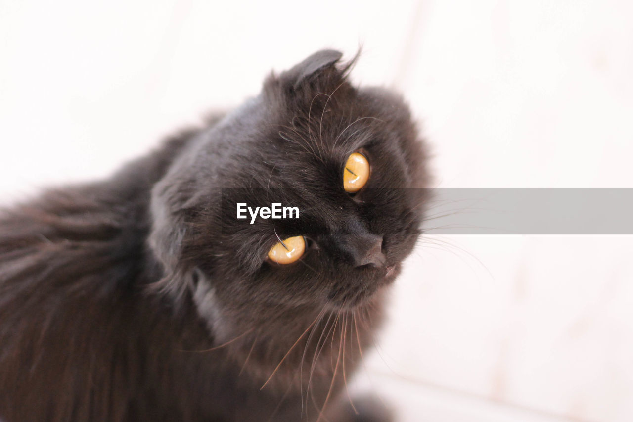 CLOSE-UP PORTRAIT OF BLACK CAT ON FLOOR