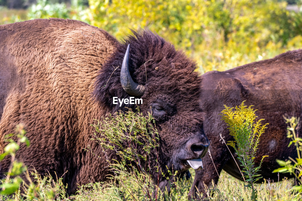 Leader of the bison herd