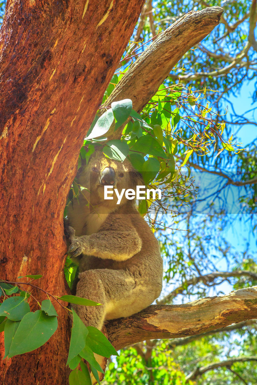 LOW ANGLE VIEW OF HORSE SITTING ON TREE TRUNK