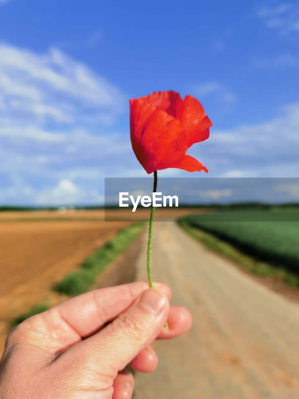 CLOSE-UP OF HAND HOLDING RED FLOWER ON LAND