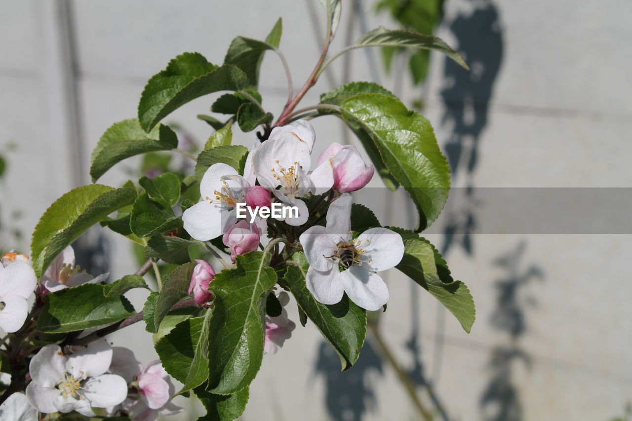 plant, flower, flowering plant, beauty in nature, freshness, nature, leaf, growth, plant part, blossom, fragility, branch, close-up, flower head, focus on foreground, springtime, no people, petal, inflorescence, produce, botany, outdoors, tree, white, day, pink, green, twig, floristry, food