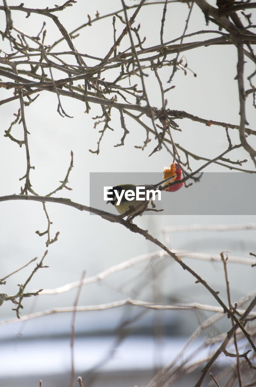 BIRD PERCHING ON BRANCH AGAINST SKY