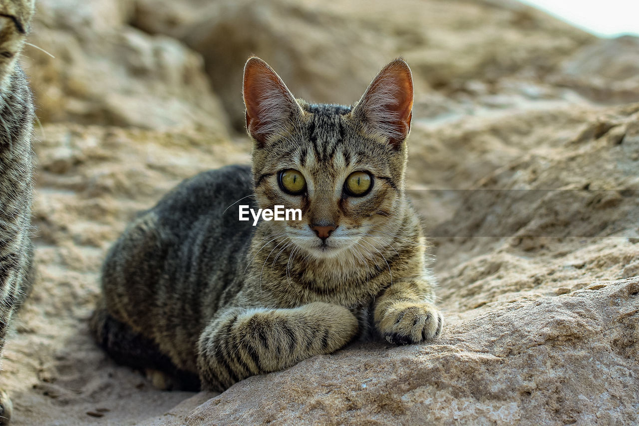 CLOSE-UP PORTRAIT OF TABBY CAT ON FLOOR