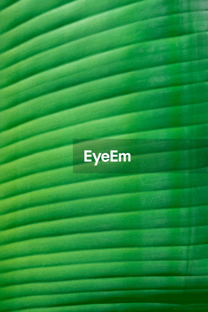 FULL FRAME SHOT OF GREEN PALM LEAVES