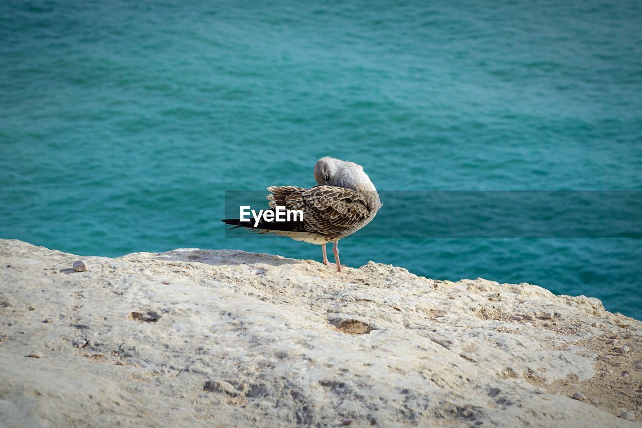 SEAGULL PERCHING ON A ROCK