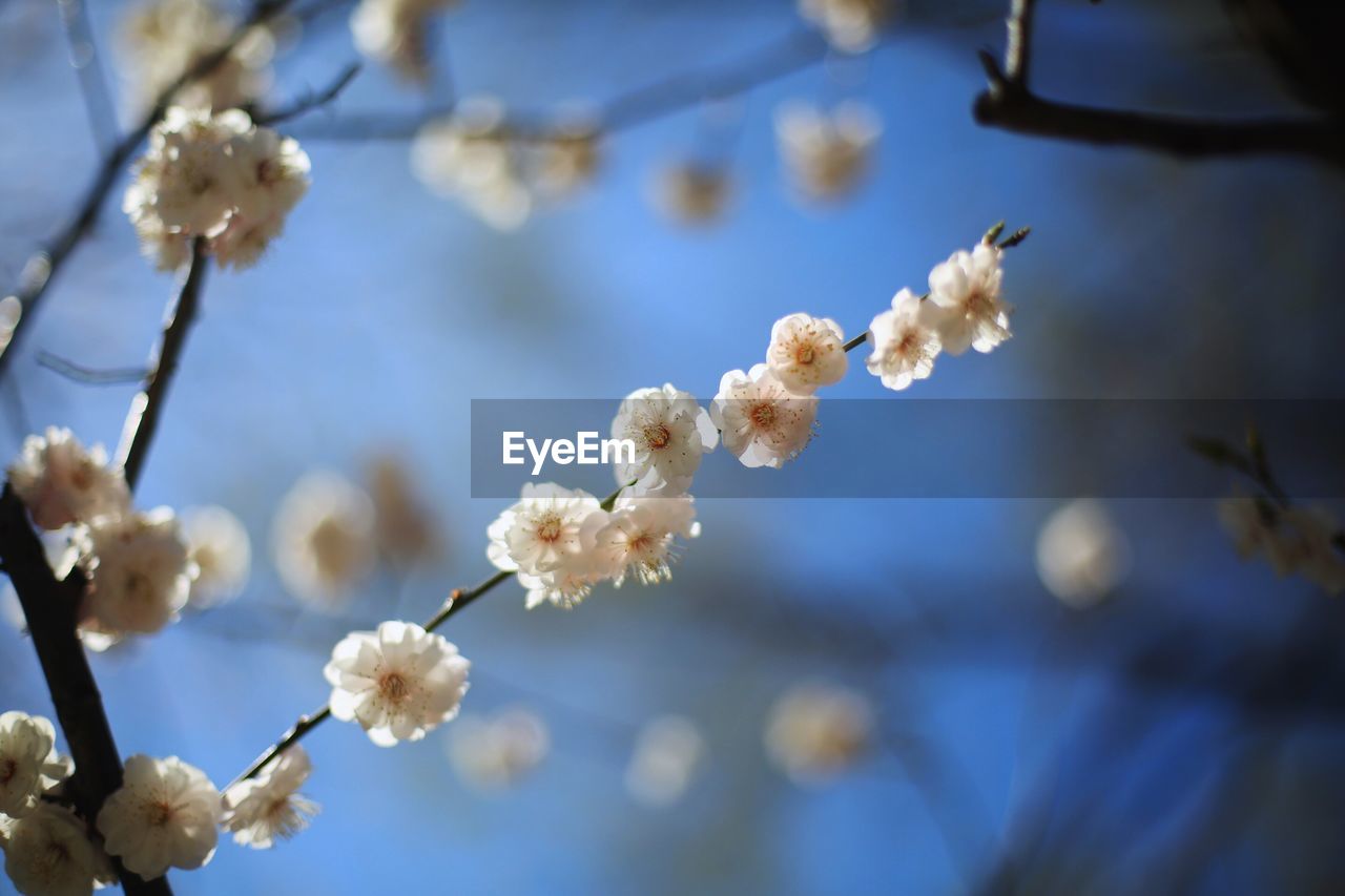 Close-up of white flowers blooming in park