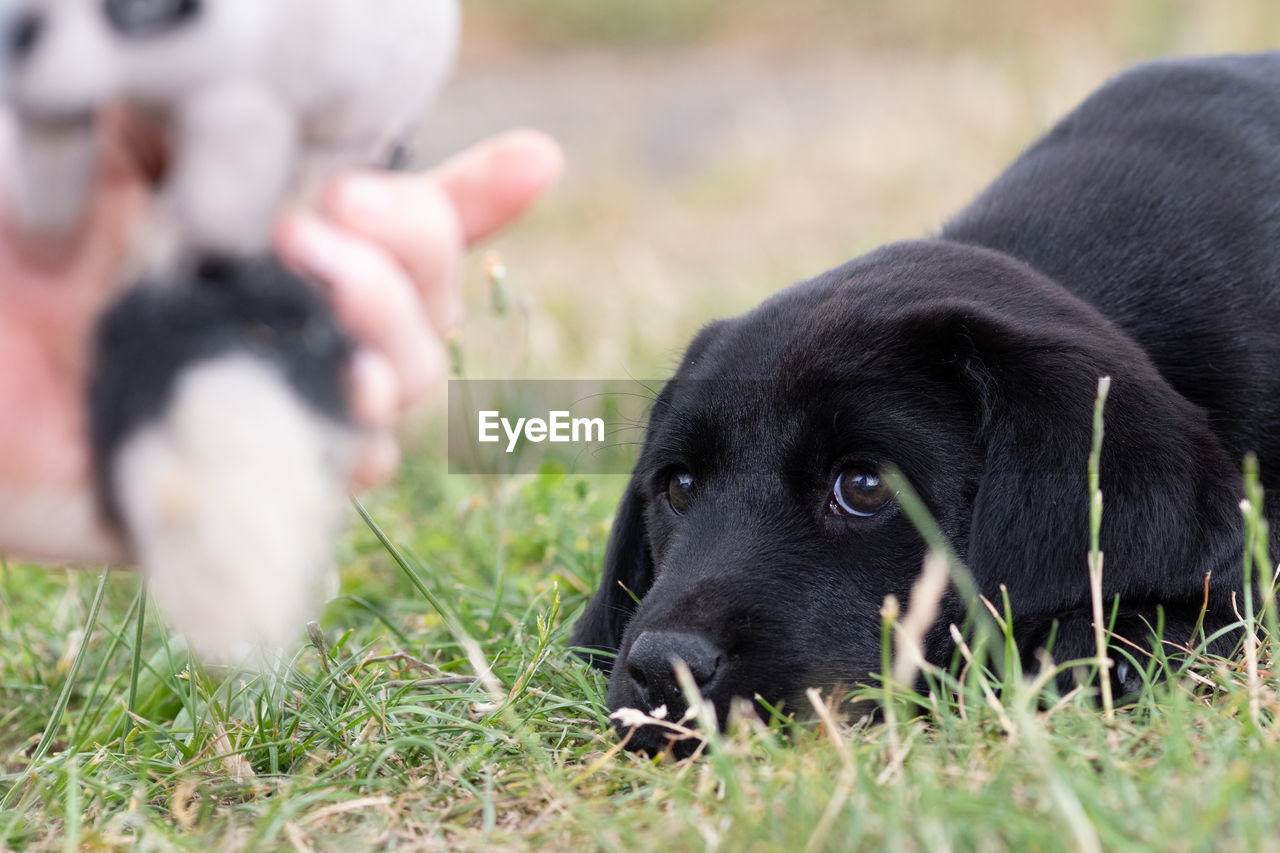 Cute portrait of an 8 week old black labrador puppy looking at a cuddly toy in it's owners hand