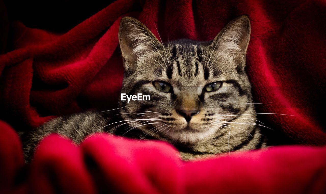 CLOSE-UP PORTRAIT OF CAT ON RED