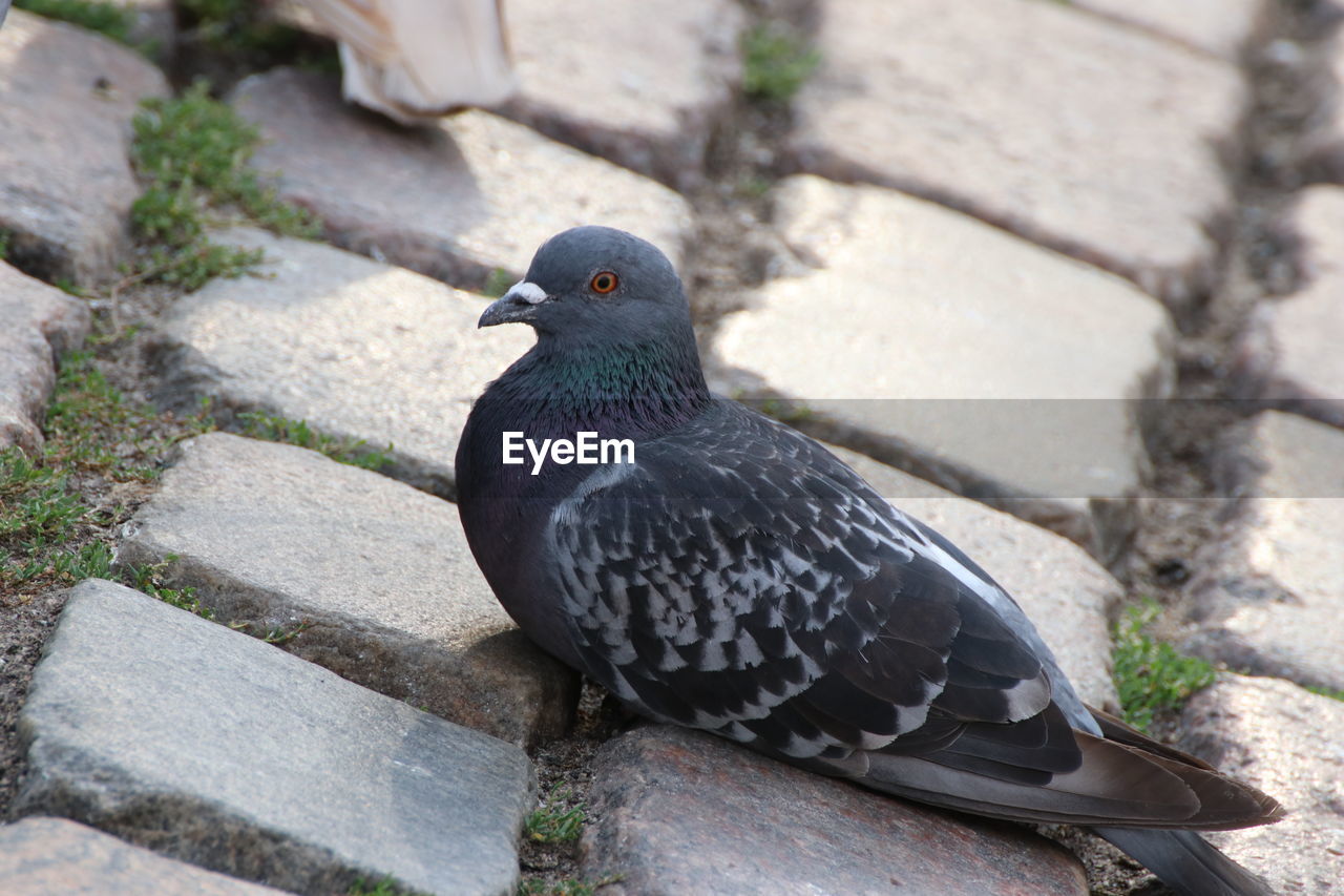 HIGH ANGLE VIEW OF PIGEON