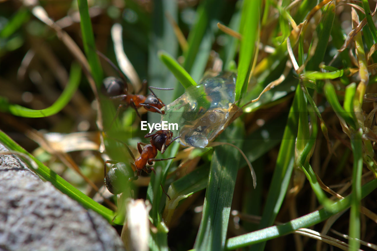 CLOSE-UP OF INSECT ON GRASS