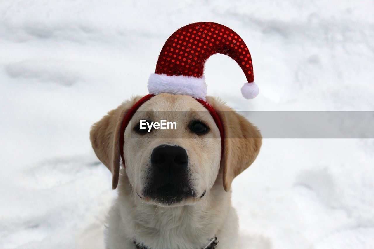 Close-up portrait of dog in snow