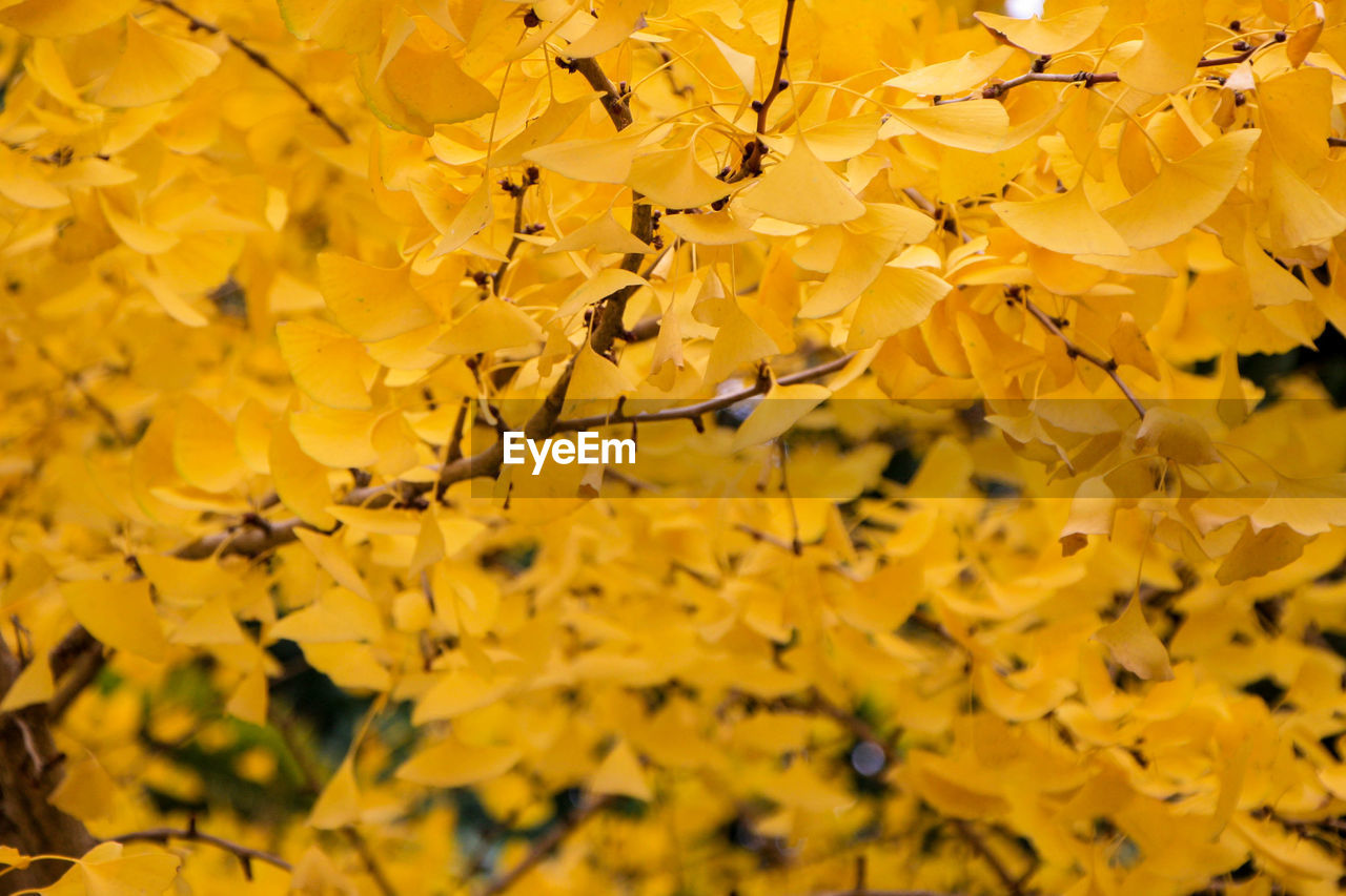 Close-up of yellow flowering plant