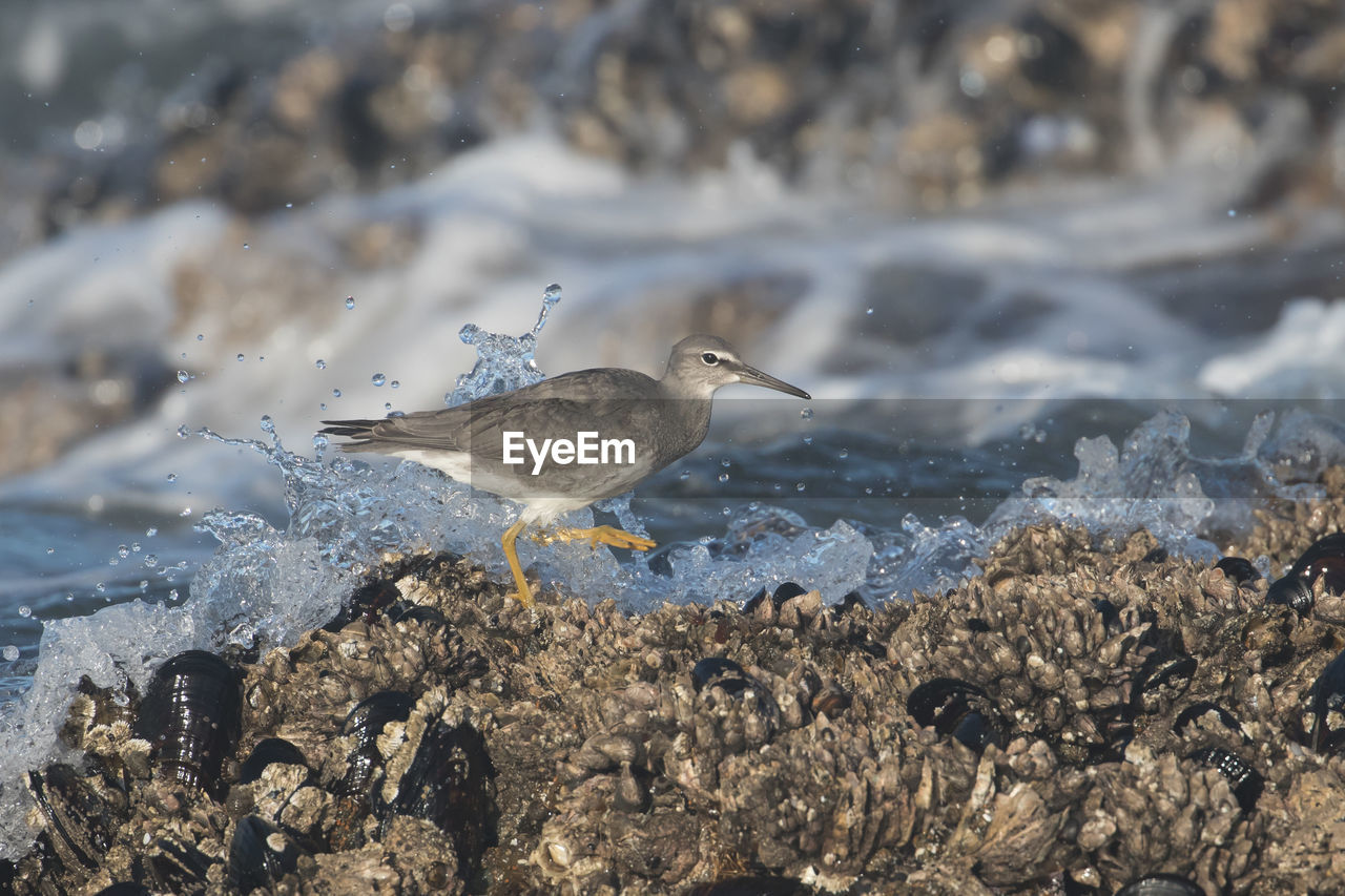 CLOSE-UP OF BIRDS PERCHING ON SHORE