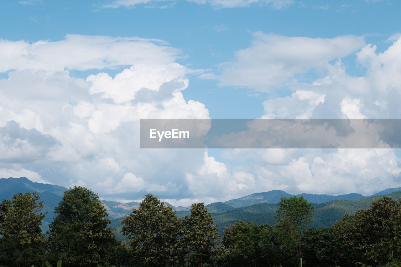 Low angle view of trees against sky