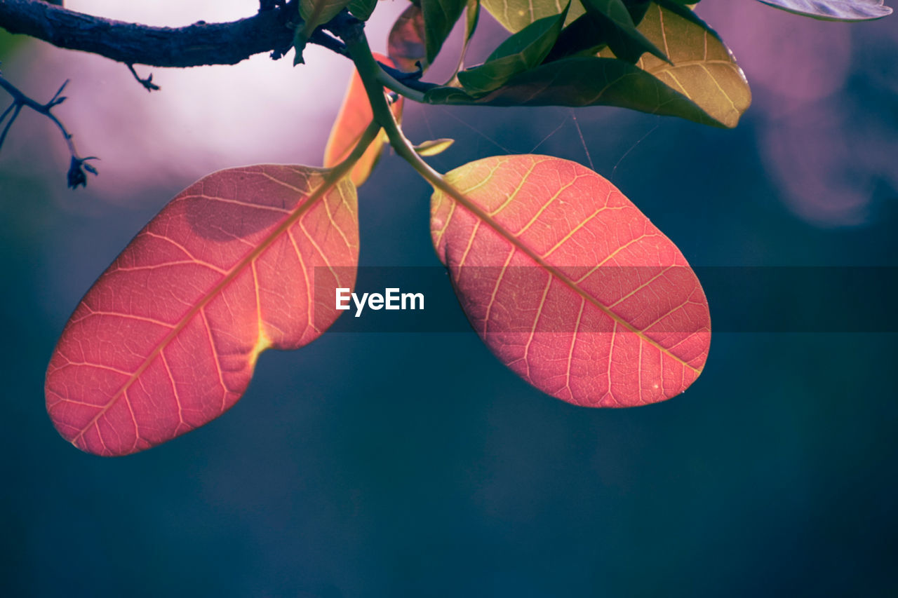 leaf, plant part, flower, red, nature, macro photography, plant, petal, tree, branch, beauty in nature, no people, close-up, sunlight, outdoors, autumn, green, blue, plant stem, focus on foreground, day, tranquility, growth