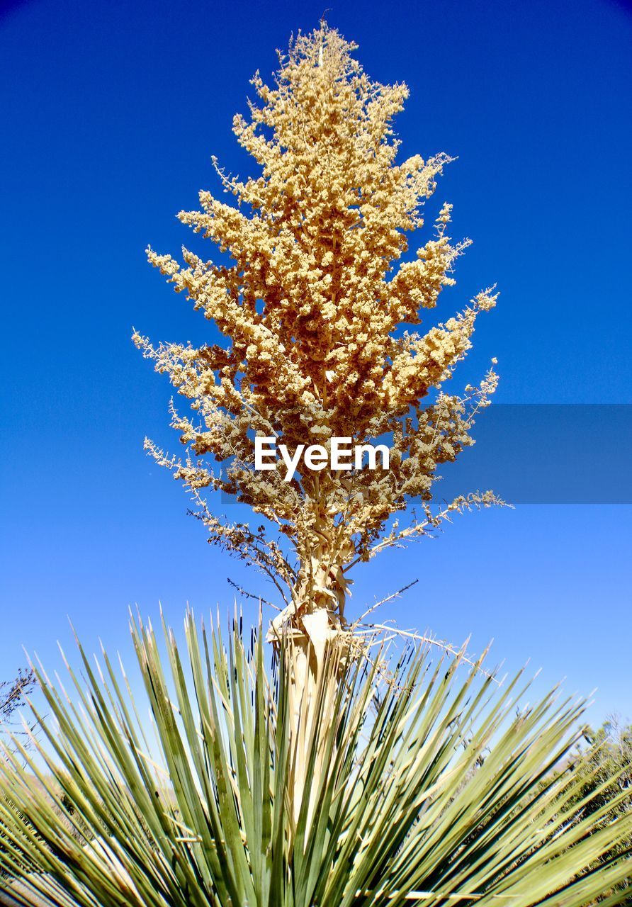 plant, tree, nature, sky, flower, growth, branch, blue, grass, no people, clear sky, beauty in nature, leaf, outdoors, day, low angle view, sunlight, palm tree, plant part, close-up, sunny, freshness, tranquility
