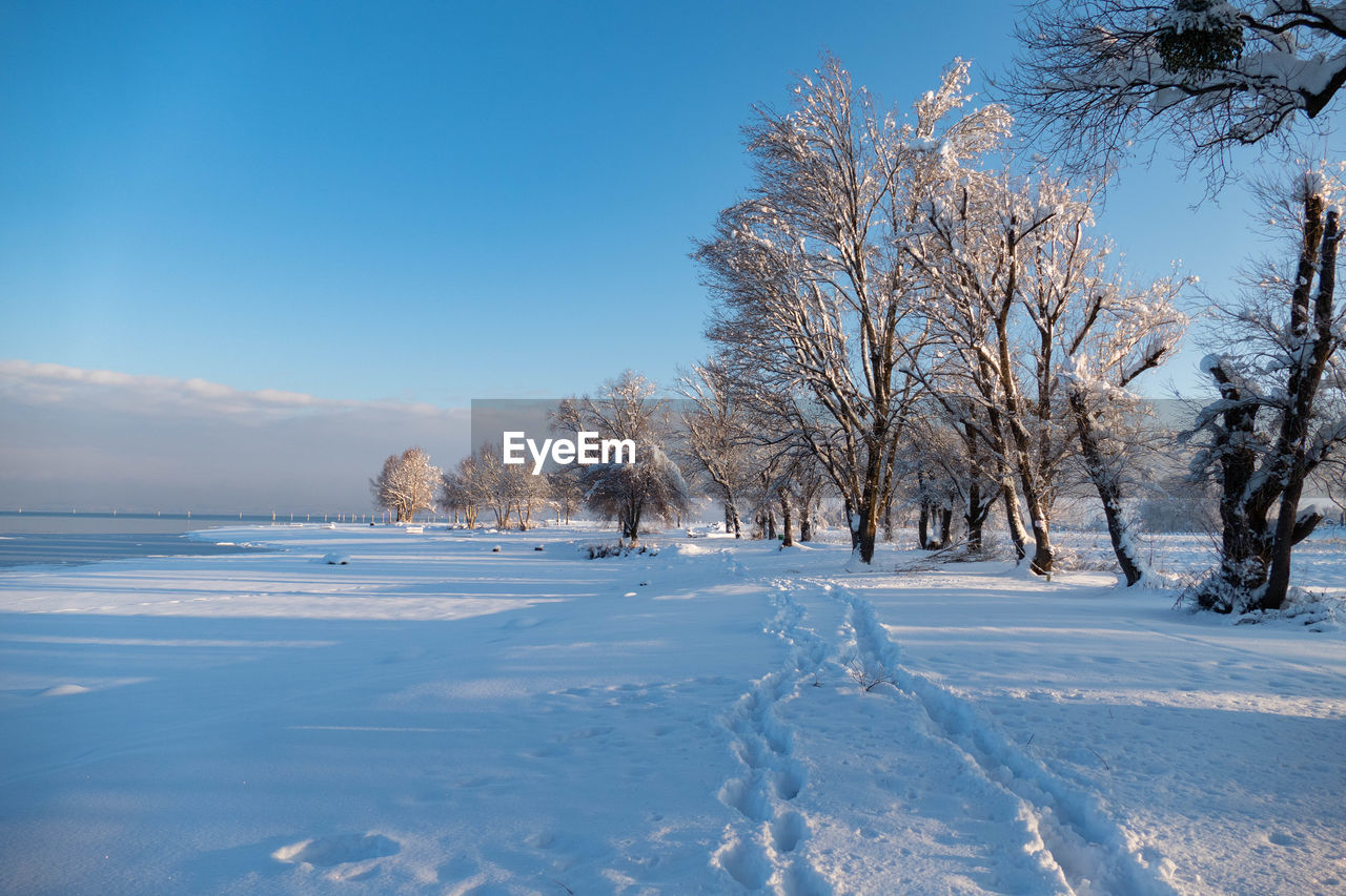 Trees on snow covered field against sky