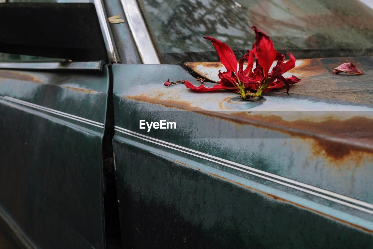 High angle view of red flower on old car