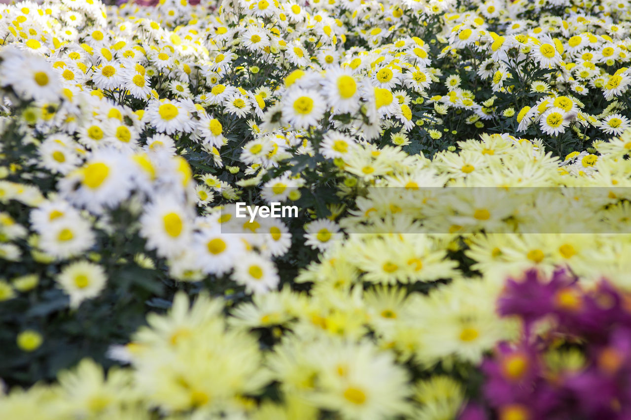 Close-up of yellow flowers blooming in field